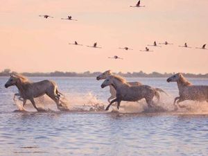 Appartement de luxe de 4 pièces en vente à Le Grau-du-Roi  Occitanie