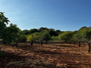 Projet terrains Pouilles Italie