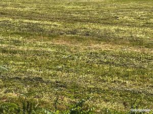 Terrain 1 130 m² Pons