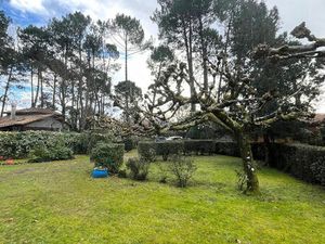 Maison Lège Cap ferret Route de l'Océan