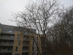 LOCATION TYPE 2 FOGLIA _ 002