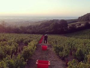 Fermage AOP Moulin à Vent