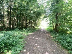 Bosgrond met beek nabij centrum Hever.