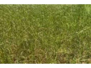 Vente Terrain à Roscoff (29680) : à vendre / Roscoff