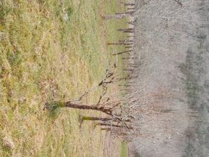 Verger en pleine production