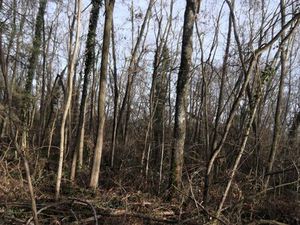 Terrain boisé de 9630 m2 à Bransat