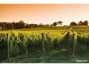 Terrain 1 300 m² Saint Medard