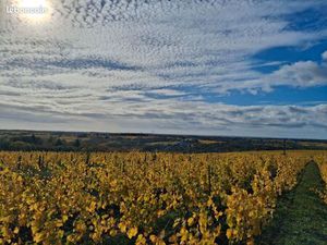 Vignes à vendre-1ha88-st Lambert du lattay