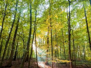 Terrain bois cabane nature