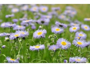 Terrain 430 m² Mios