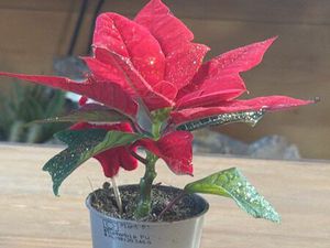 Recherche maison à louer