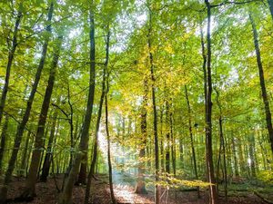 Recherche terrain parcelle bois foret  aux alentours de Lourdes