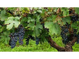 Vignoble En Bordelais