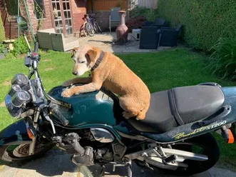 suzuki-bandit-1999-1157-cc