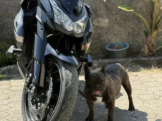 z1000 black edition abs apenas 23 500km argoncilhe