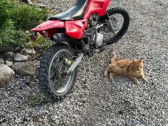 125 cc baja dirt bike