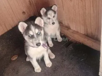 husky sibérien