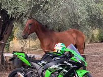 kawasaki ninja zx-10 - 2016