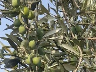 shitet ullinj krips berat