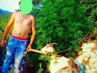 dhi race e ritur n lazarati ...konsumon shum