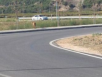 nissan almera 1.5 benzin-gaz impjanti levato i bere ne itali