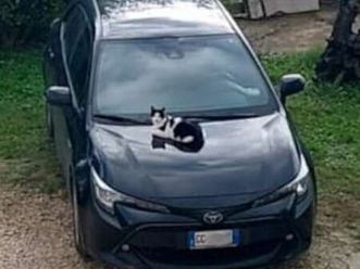 corolla 1.8h active cvt