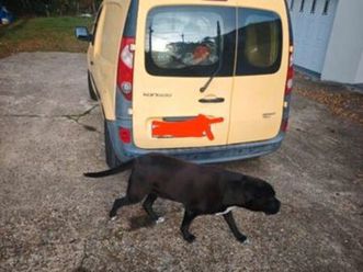 kongoo 2012 ct ok -6 mois