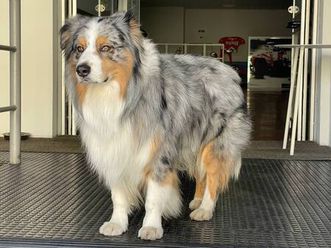 q7 1ª serie q7 3.0 v6 tdi 240 cv quattro tiptronic advanced plus