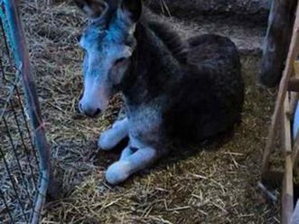 asia motors - rocsta