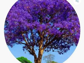 wind 1.0 mpfi / efi 2p