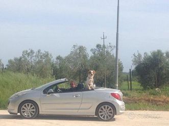 automobile peugeot 207 cc cabrio